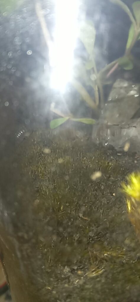 will this survive? found a dried, brown patch near my house (desert)