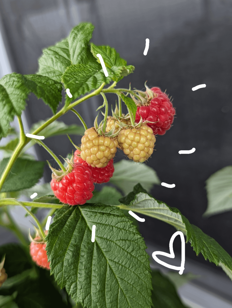 My 1st raspberries