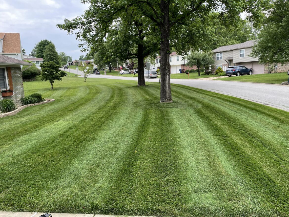 Thanks for the rain Mother Nature , the green is back again