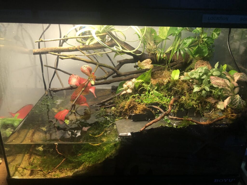 The two year update of my first paludarium. 1st slide - now. 2nd slide - first day