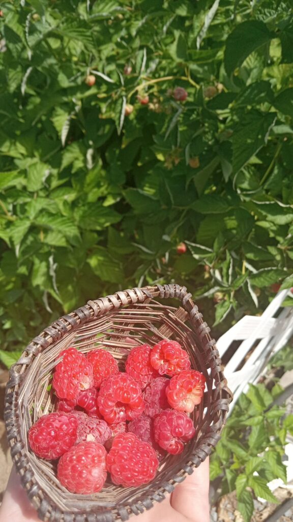 Today's pick of raspberries that just won't stop!🌿💓