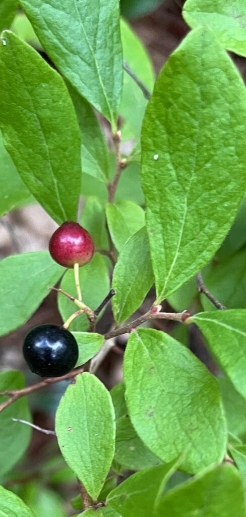 Love seeing these little guys in the woods