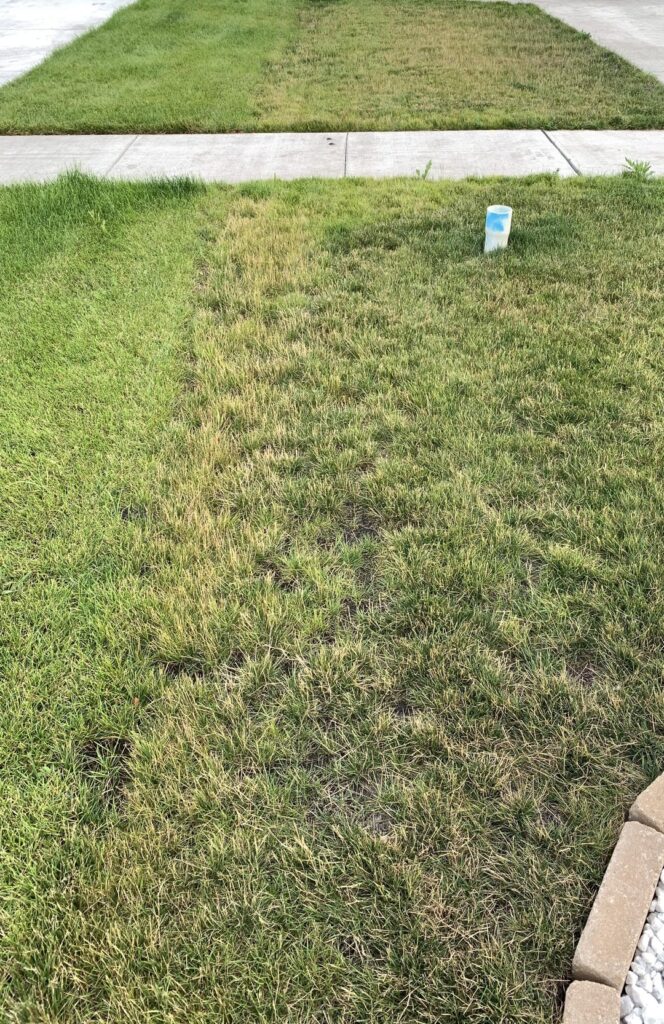 Trying to figure out what my lawn needs. Is it just not watered enough?