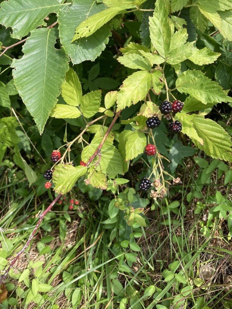 What are these? Are these safe to eat?