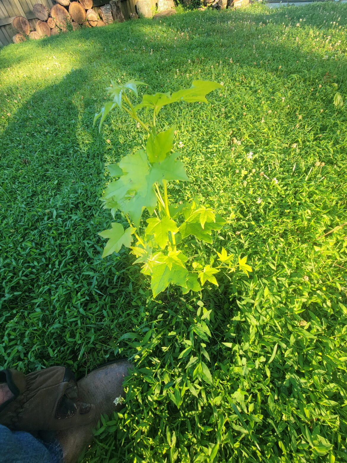 Is this a tree or what is it? I haven't cut the field in 3 weeks and this pops up.