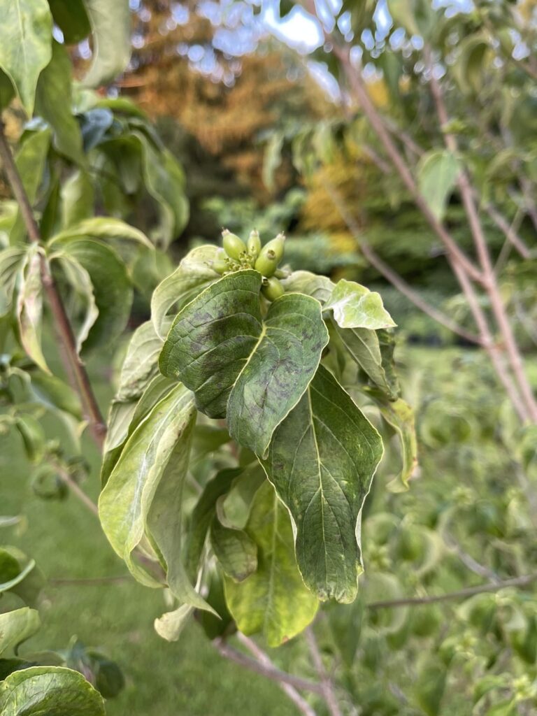 Why do my Dogwoods (Benthamidia florida) look like this? Why do my Dogwoods (Benthamidia florida) look like this?