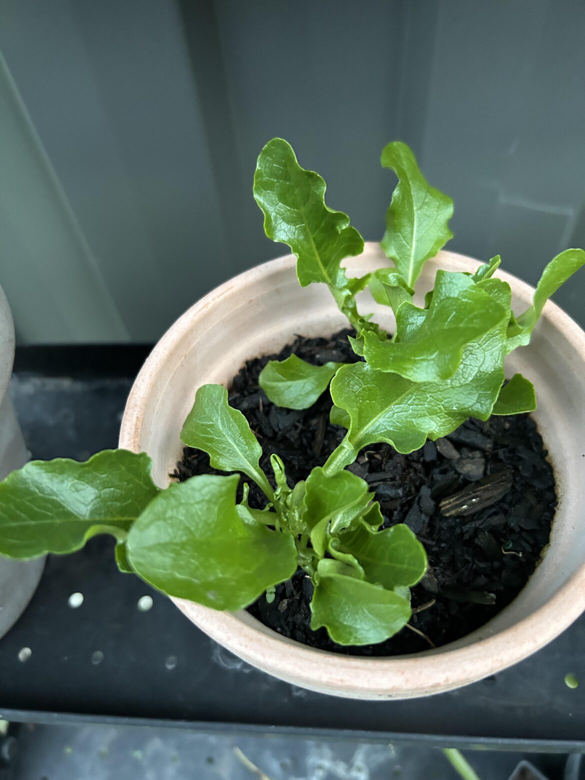 What variety of lettuce it is 🥬?
