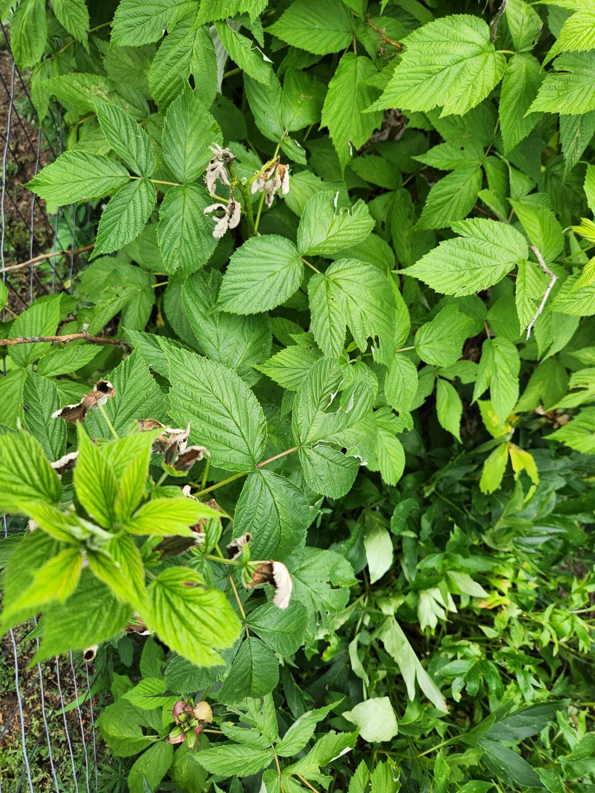 Raspberry plant help
