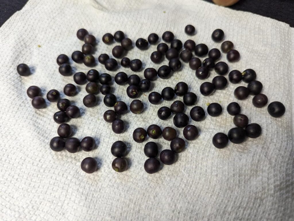 Best day yet this year for my Solanum nigrum (schwartzbeeren)