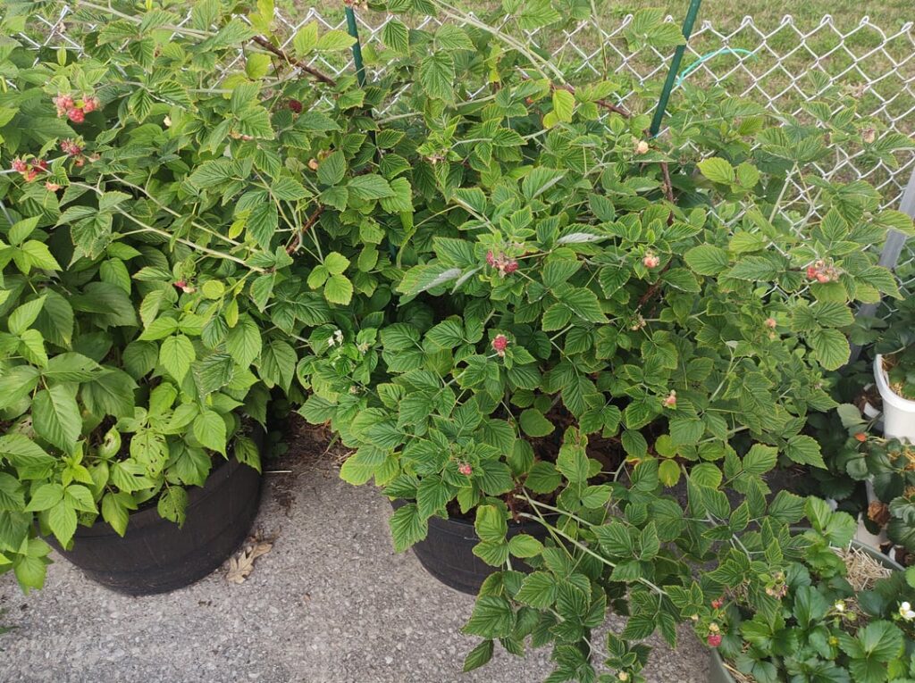 Royalty and Jewel Raspberries Ripening Zone 6 Midwest