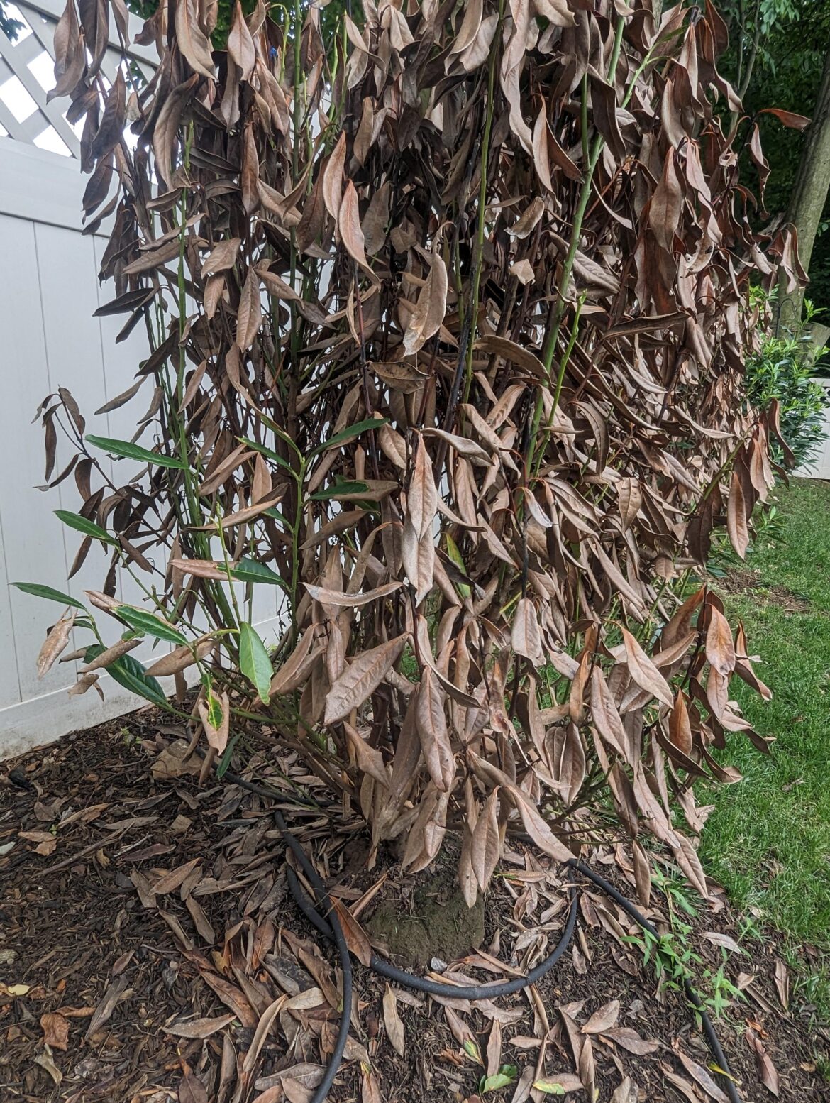 Skip Laurel (will this come back) Skip Laurel (will this come back)