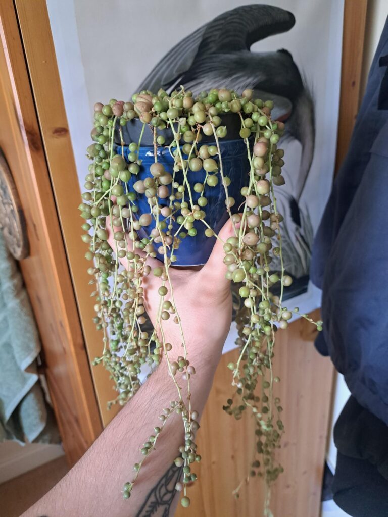 String of pearls from my mum that's been in her conservatory - how do I help it thrive again?