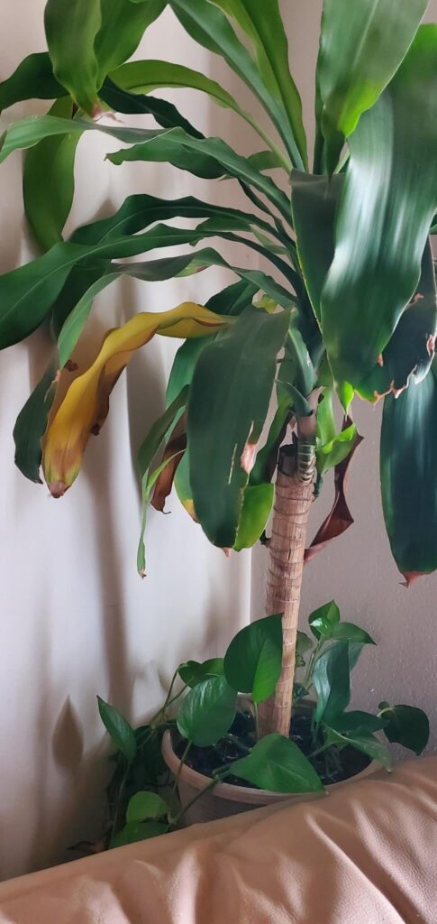 Can you guys help? My friend gifted me this beautiful cane plant but I feel like im terrible at taking care of it. I give it roughly 36-48oz of water once a week. Is that too much, or not enough?