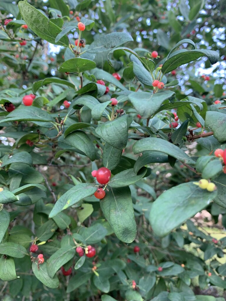 Central Illinois. Edible?