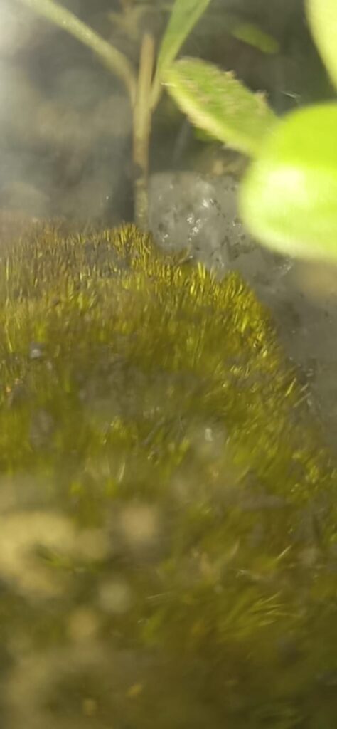 Found this super brown moss near my house. This is day 2 in the tank, hope it can grow back