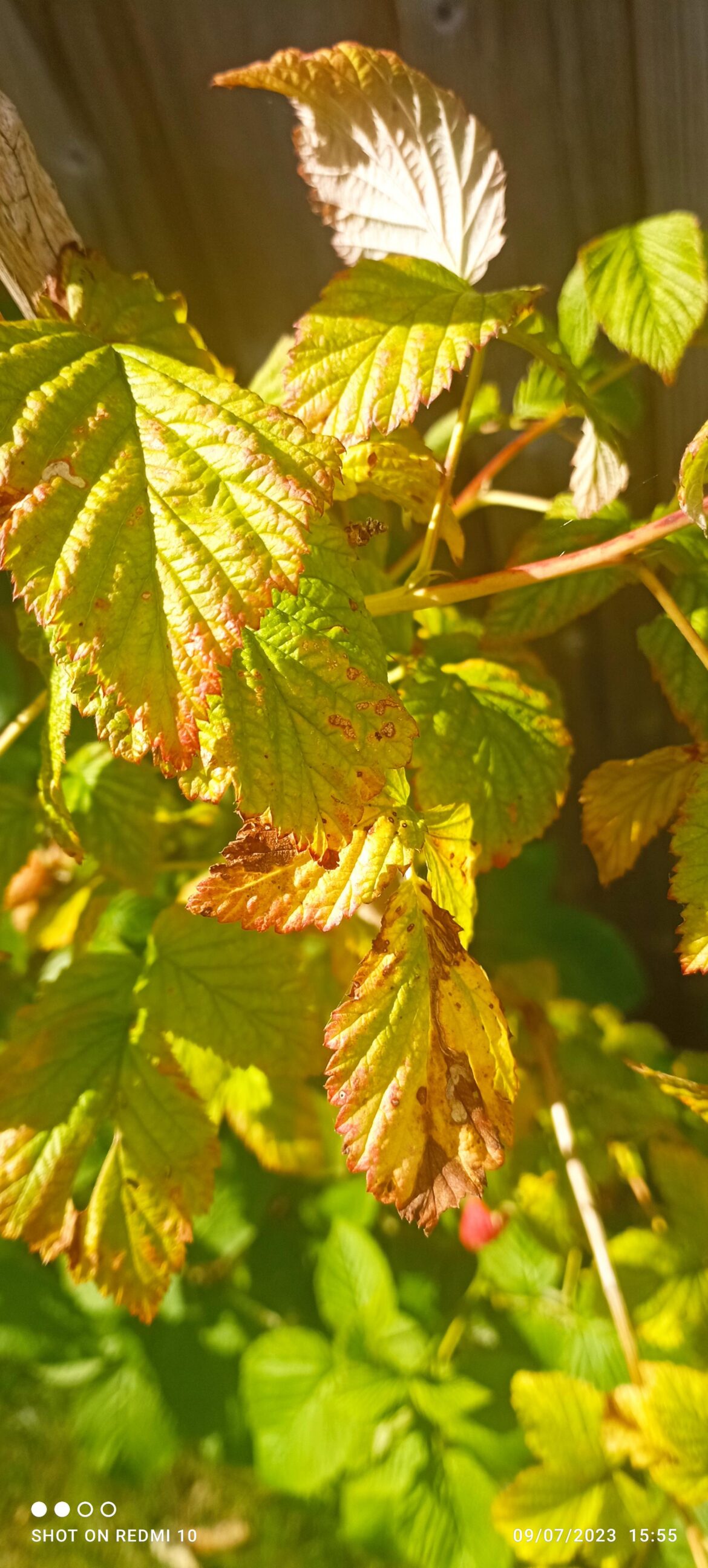 What's wrong with my raspberry plant?