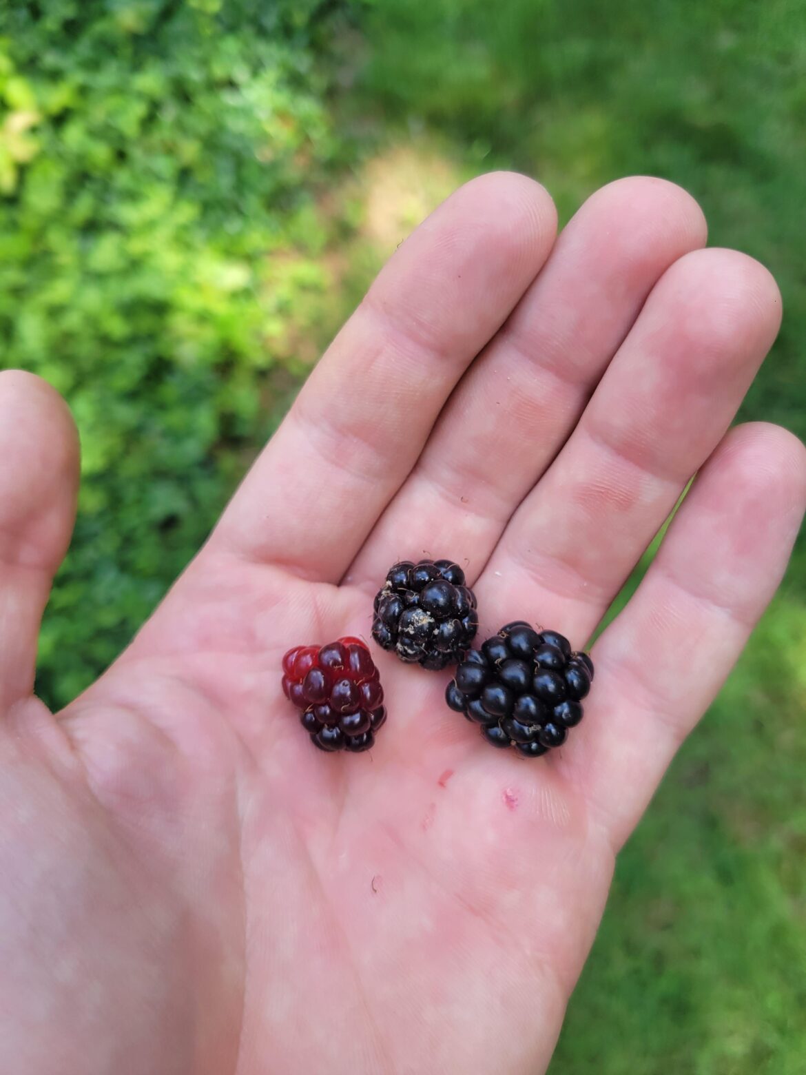 dewberries I tried to weed out earlier this year