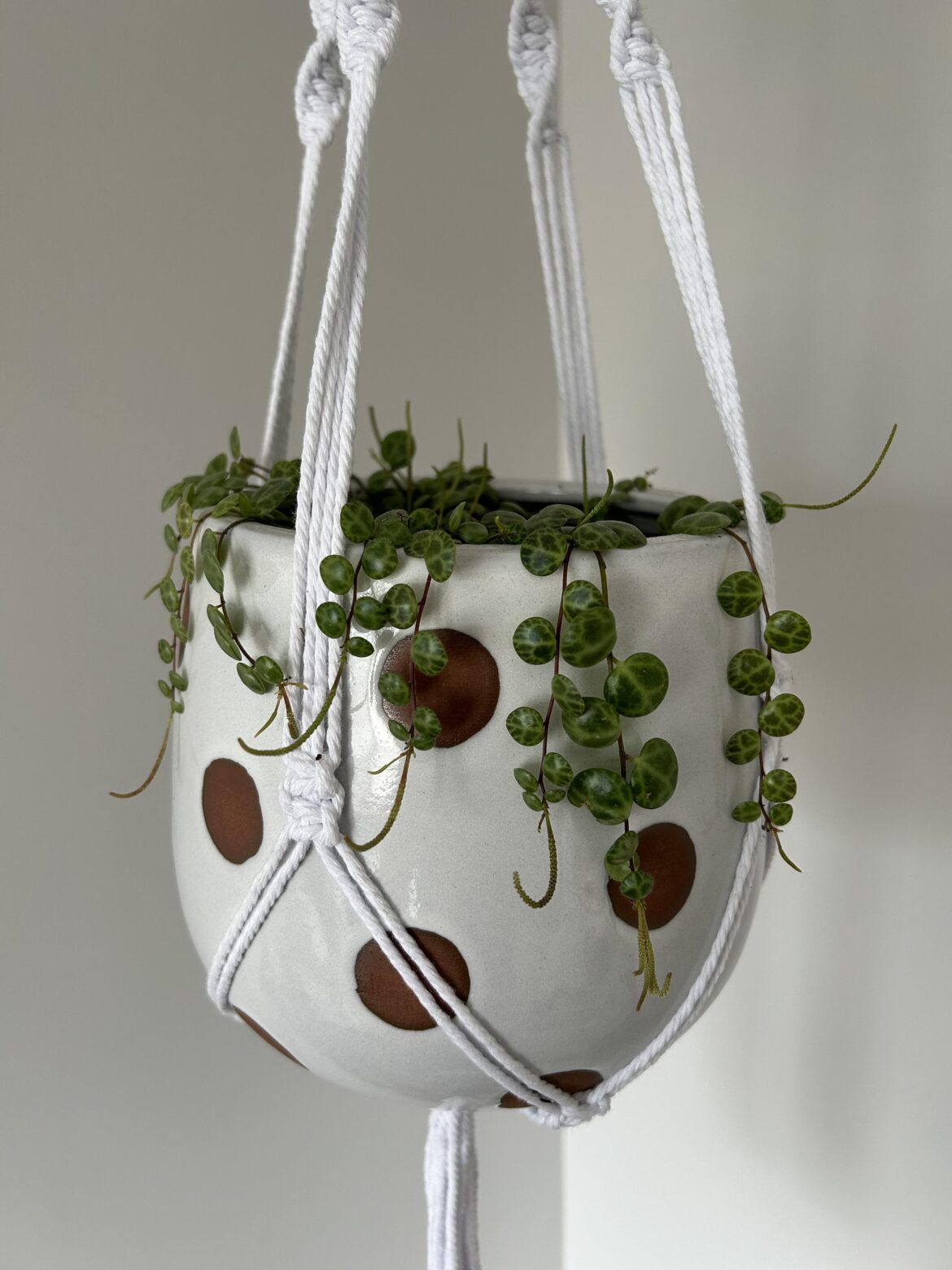 Please tell me how to convince this plant to grow more leaves and stop producing flowers? Hasn’t had a single new leaf in months.