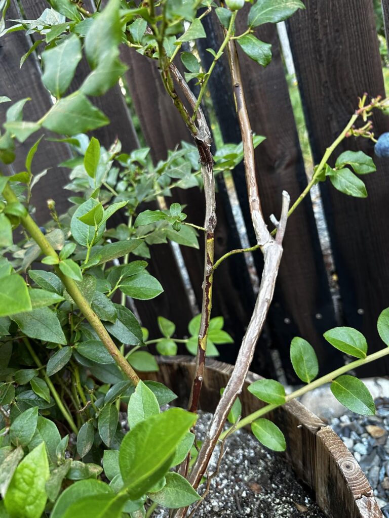 Is my blueberry bush okay?