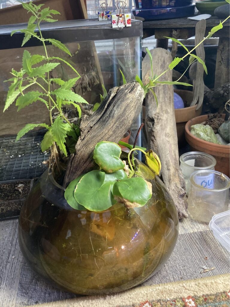 Lake bowl! Lake bowl!