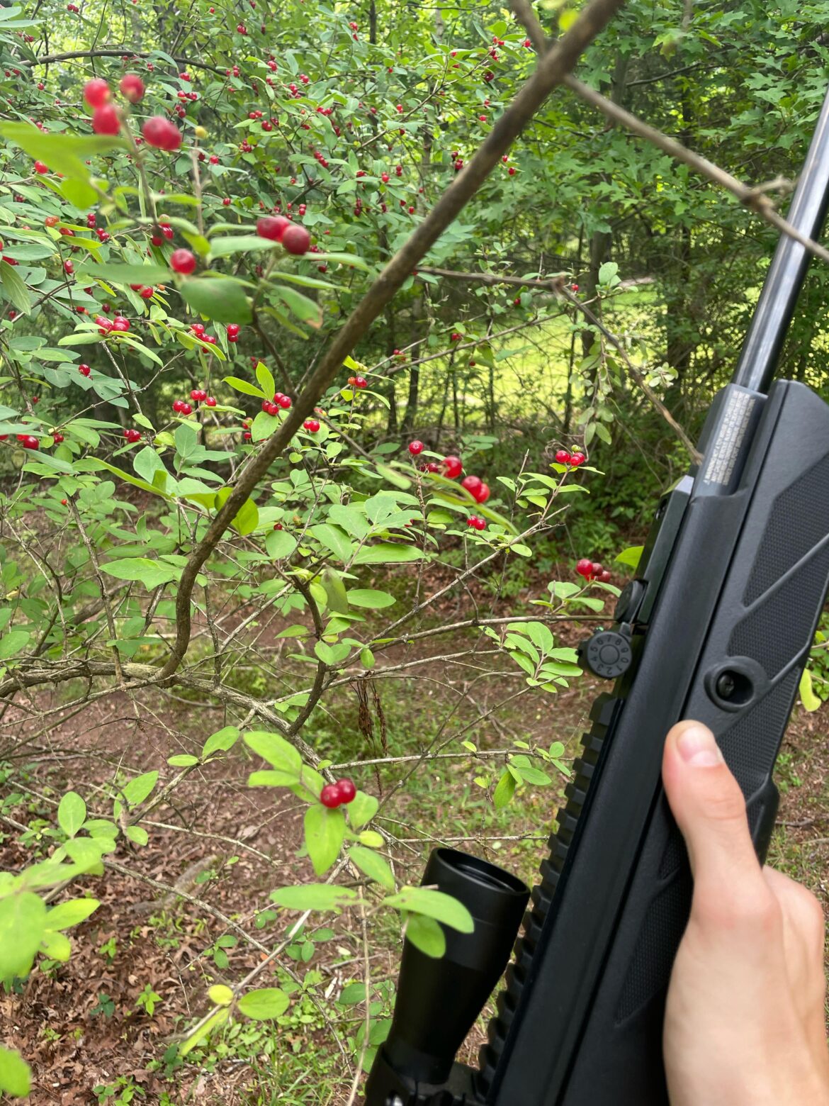 Found a bunch of berries for lunch while shooting my new bb gun :))