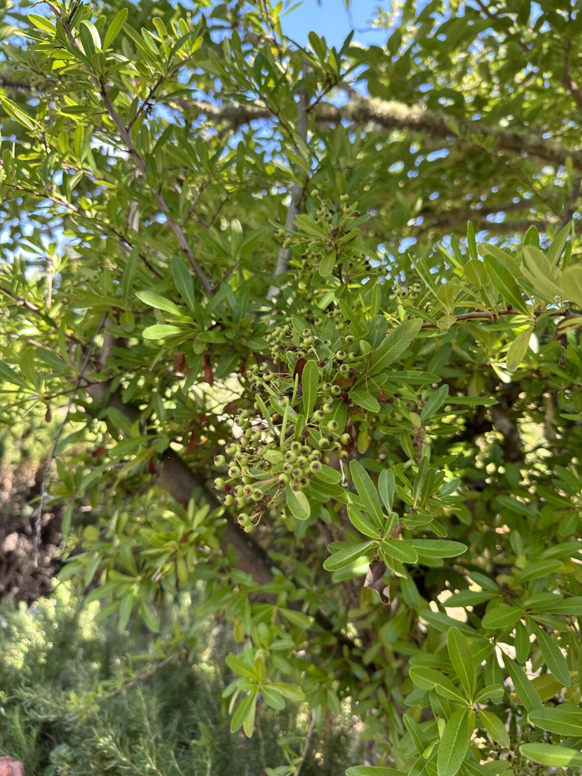 What are these. I know they aren’t edible but what are they