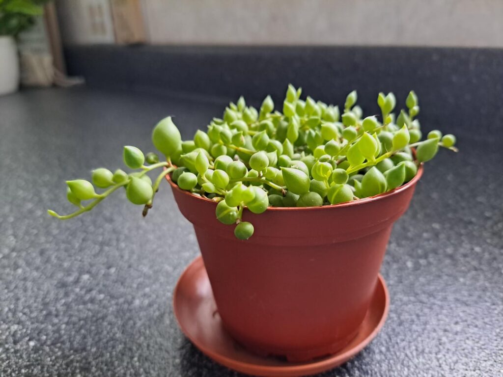 Sold as string of pearls, but is it actually tears (or raindrops)?