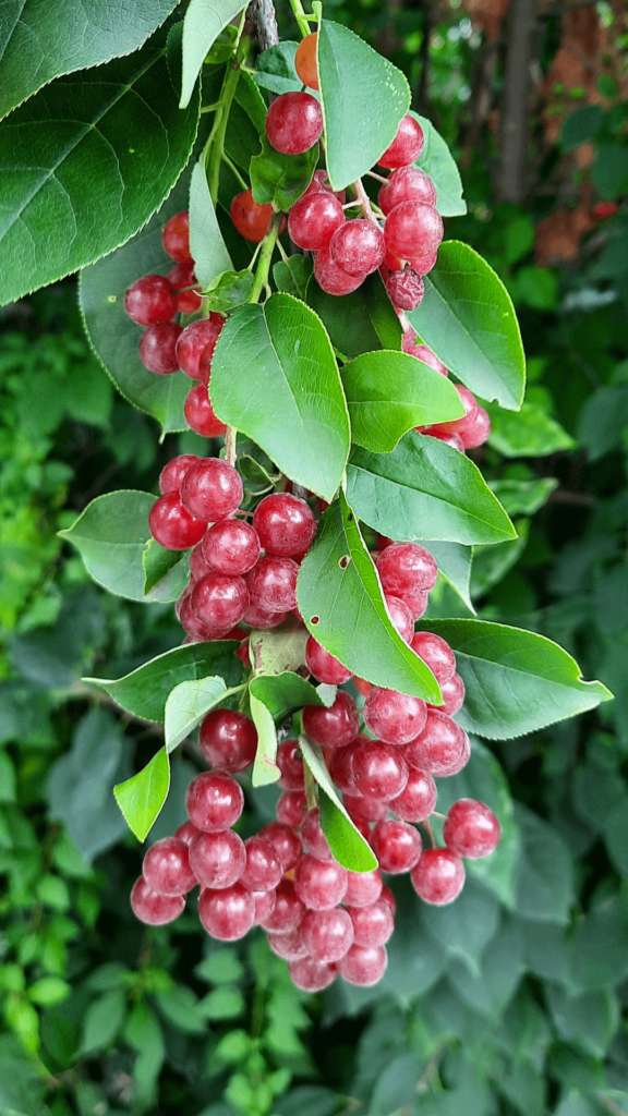 ID?