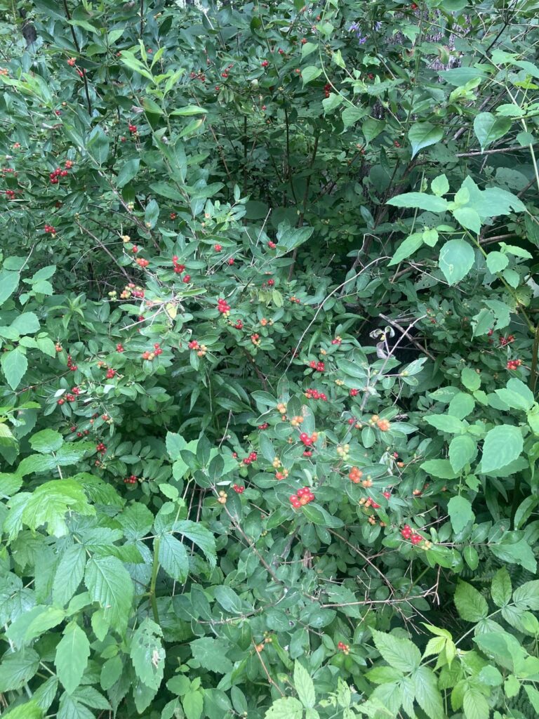 Any ideas on what these are? (New England)