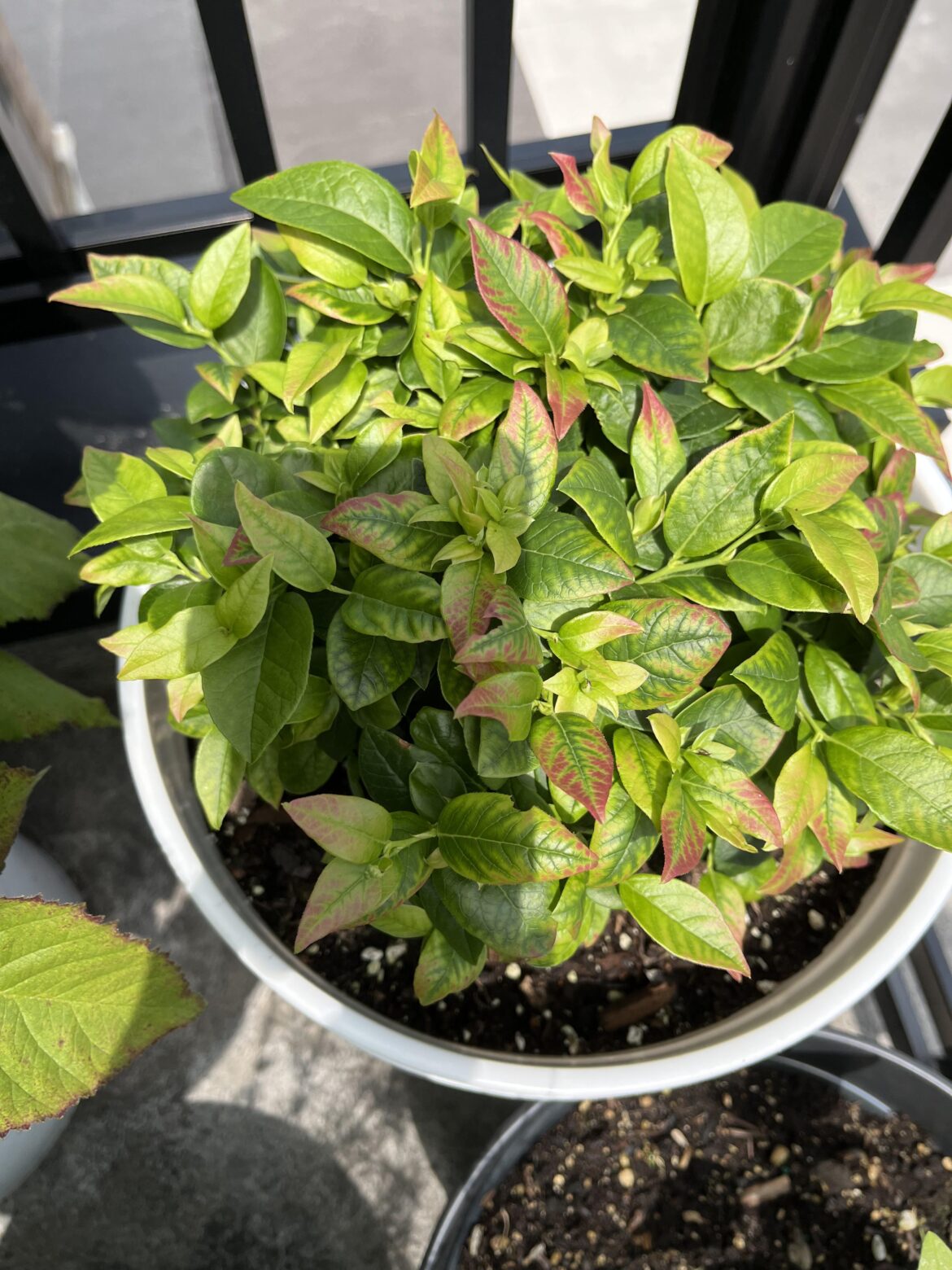 Does the lead discoloration mean something’s wrong with my blueberry bush?