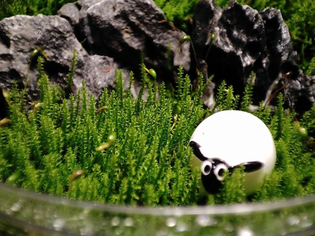 Shirley's Little Prairie