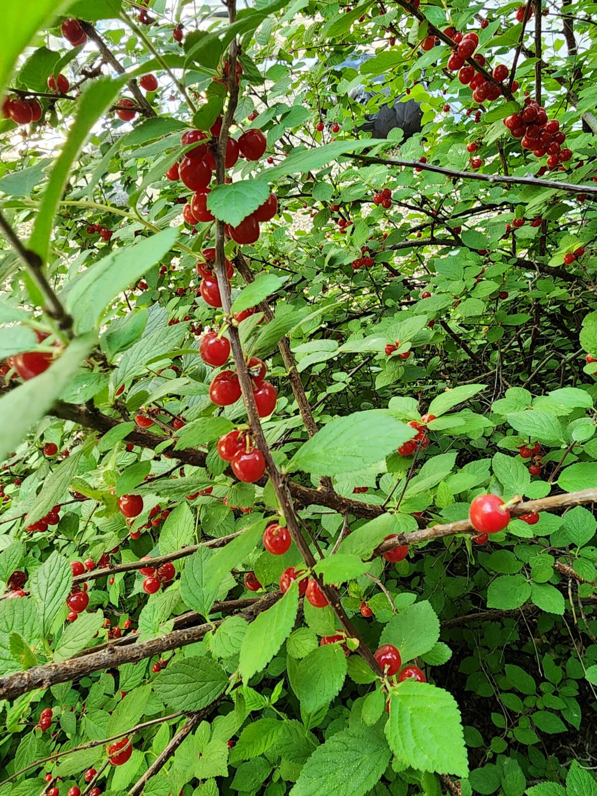 What type of berry is this?