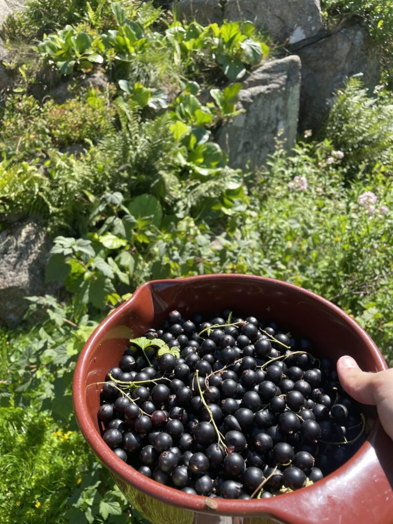 Todays harvest