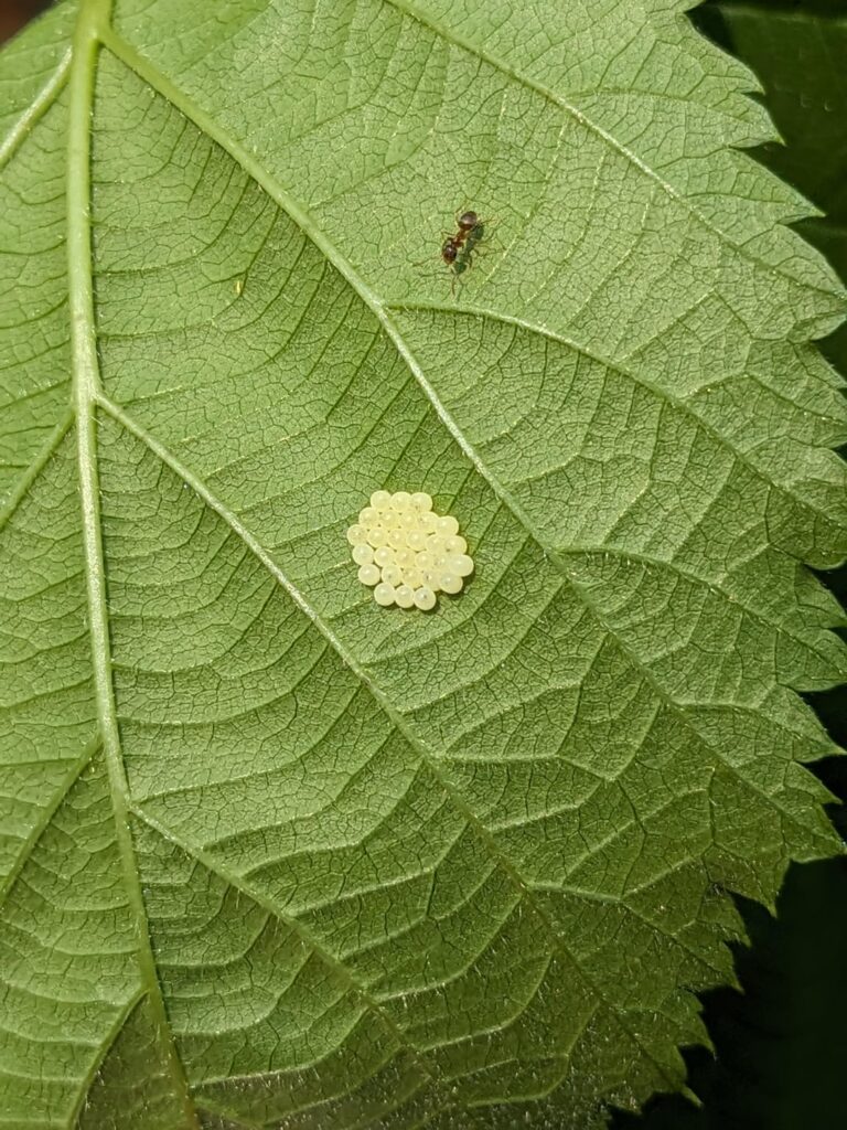 ID eggs