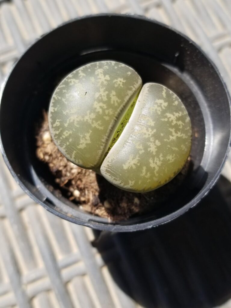 I am really bad with plants, but wanted to try again. I was looking at some succulents today and saw this fellow in with a bunch of lush and flowering plants. He looked so sad and out of place. How do I give him a good life?