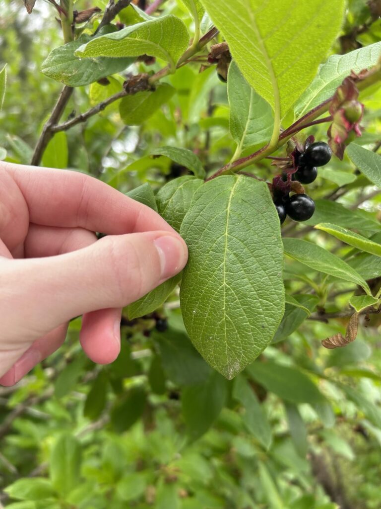 What are these? (Oregon by the coast) What are these? (Oregon by the coast)
