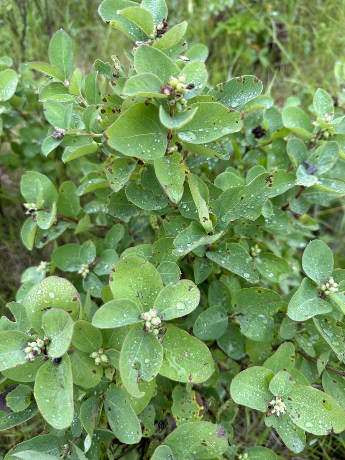 What kind of berries are these ? In Manitoba