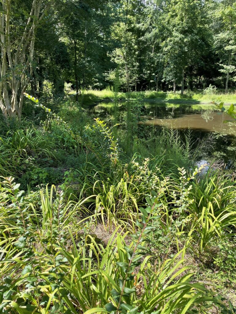 Help! The landscaping around my pond is out control… Help! The landscaping around my pond is out control…