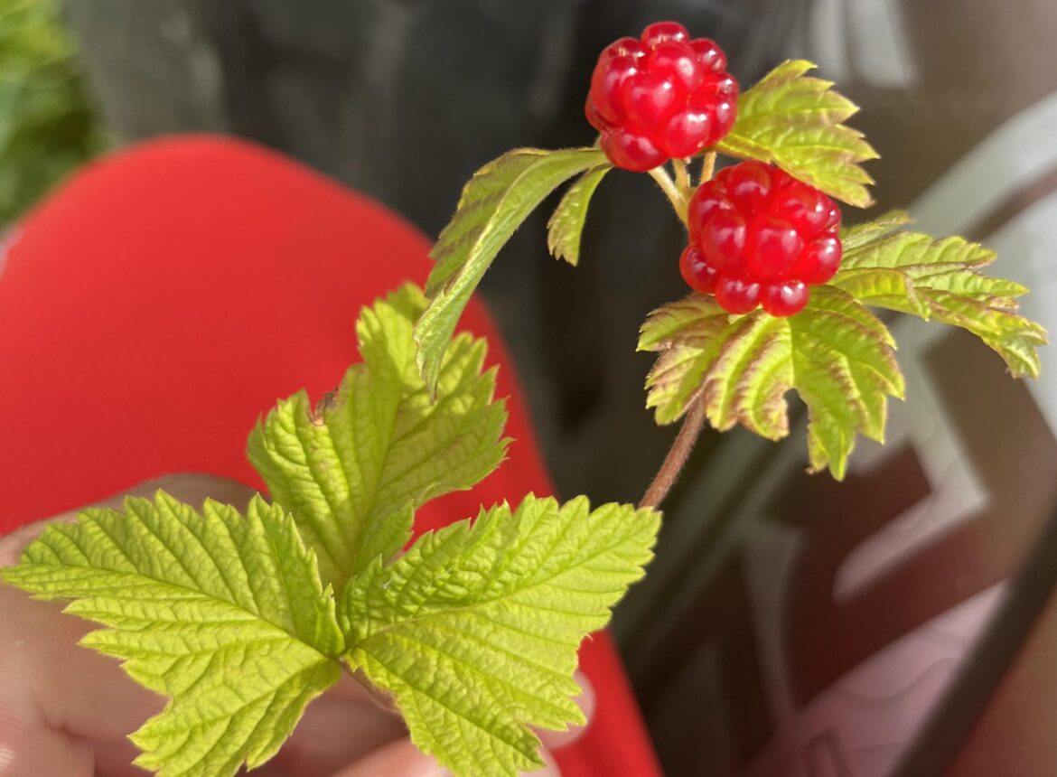 Anybody know these berrys ?