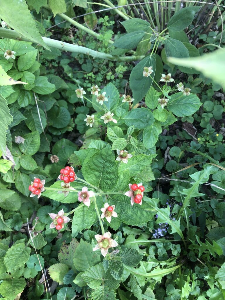 What’s wrong with these blackberries?
