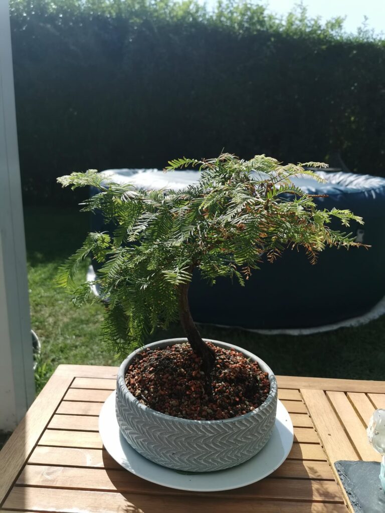 Is this healthy Redwood growth? Is this healthy Redwood growth?