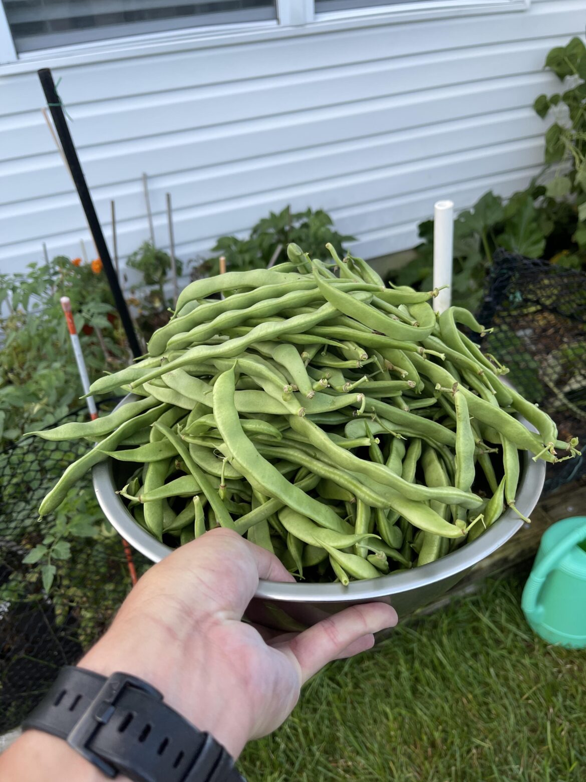 4lbs 9oz all in one harvest
