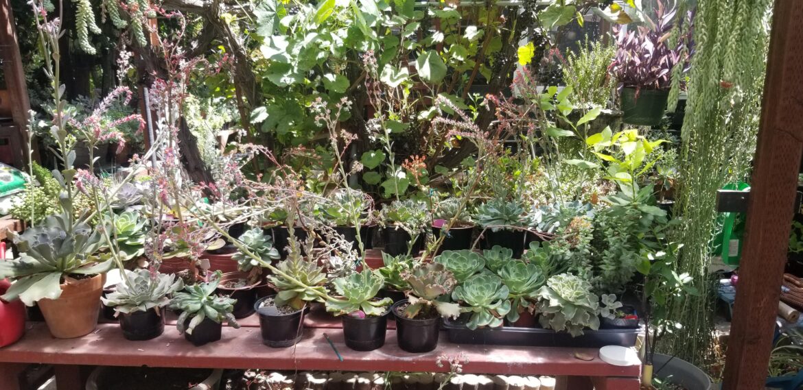 Echeverias in Bloom🌸🌸🌸