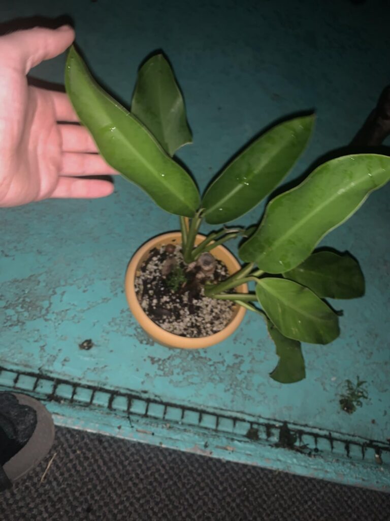 I’ve gotta downsize my plant collection, what’s a fair price for (6” pot) Epipremnum Giganteum this size? $40? $60? $80