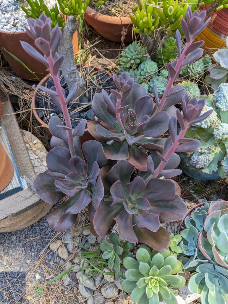 Multi headed banger 🥵