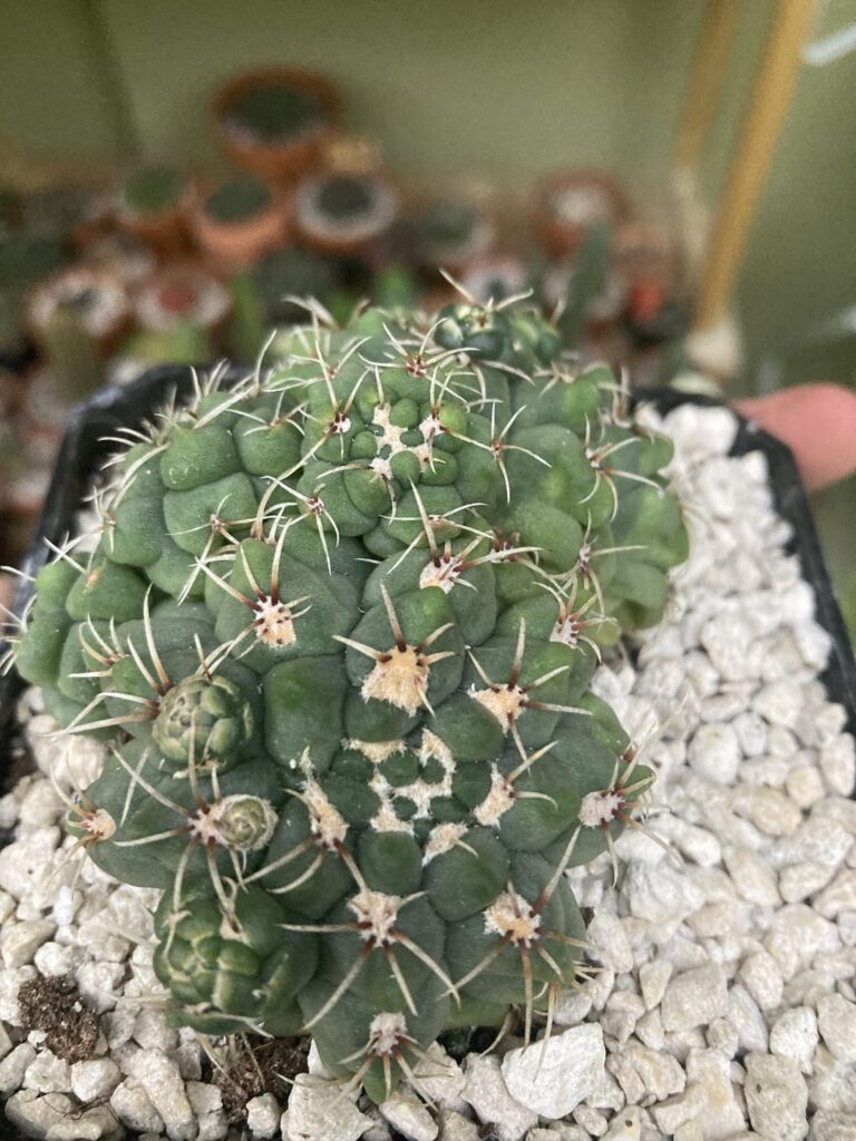 Check this gnarly little dude out