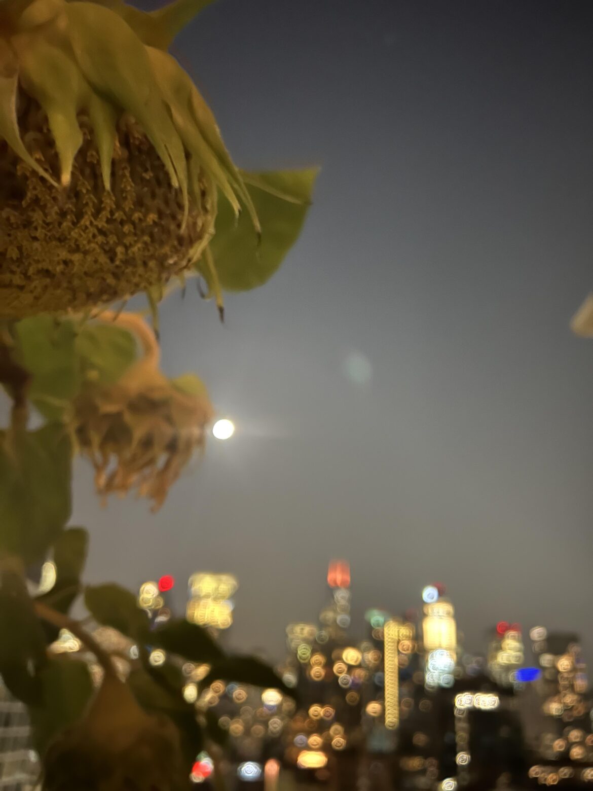 Shot of my sunflowers over downtown Chicago