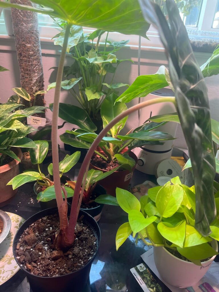 New to Alocasias, is this drooping normal?