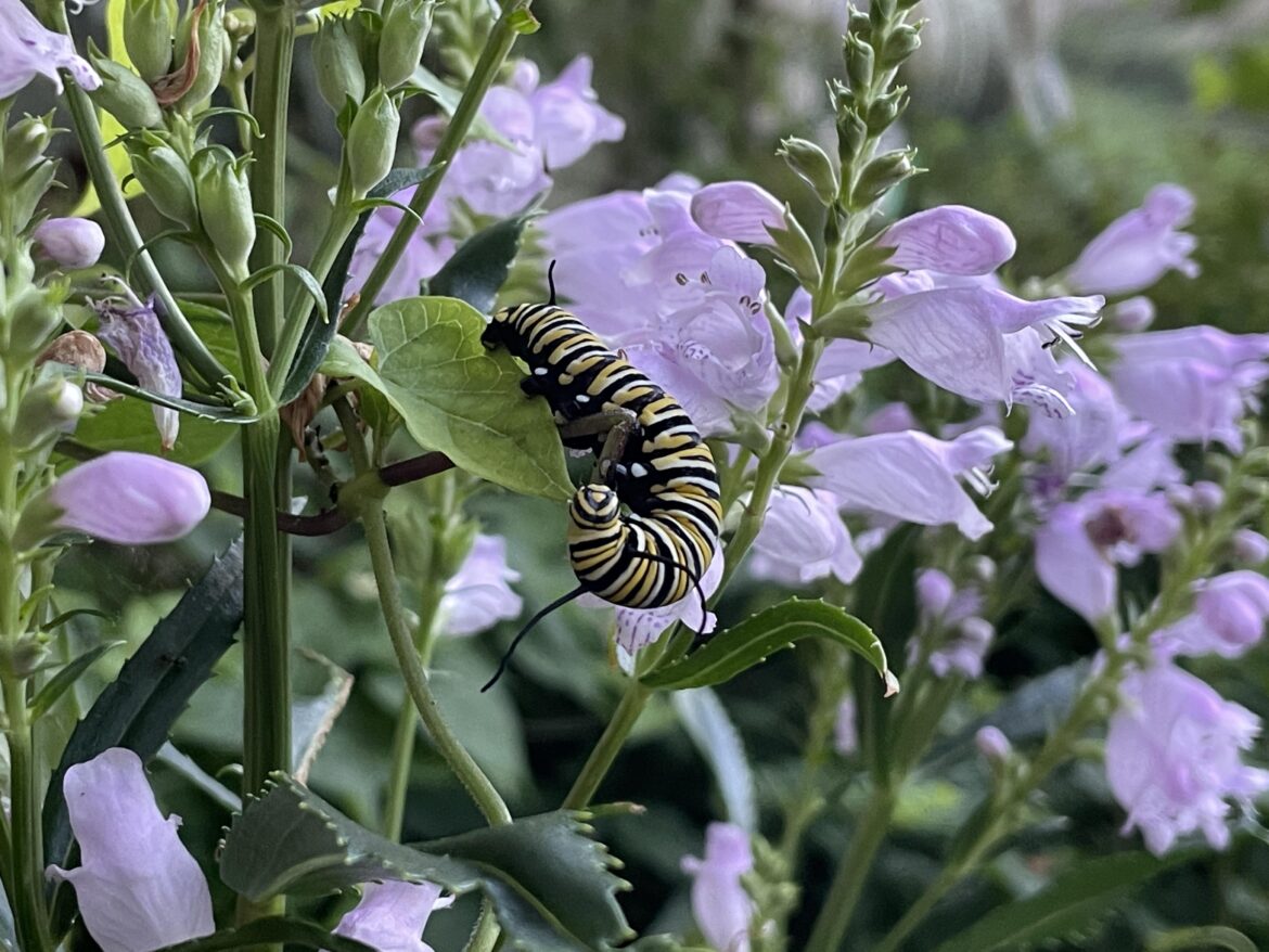 Monarch caterpillar eating honeyvine