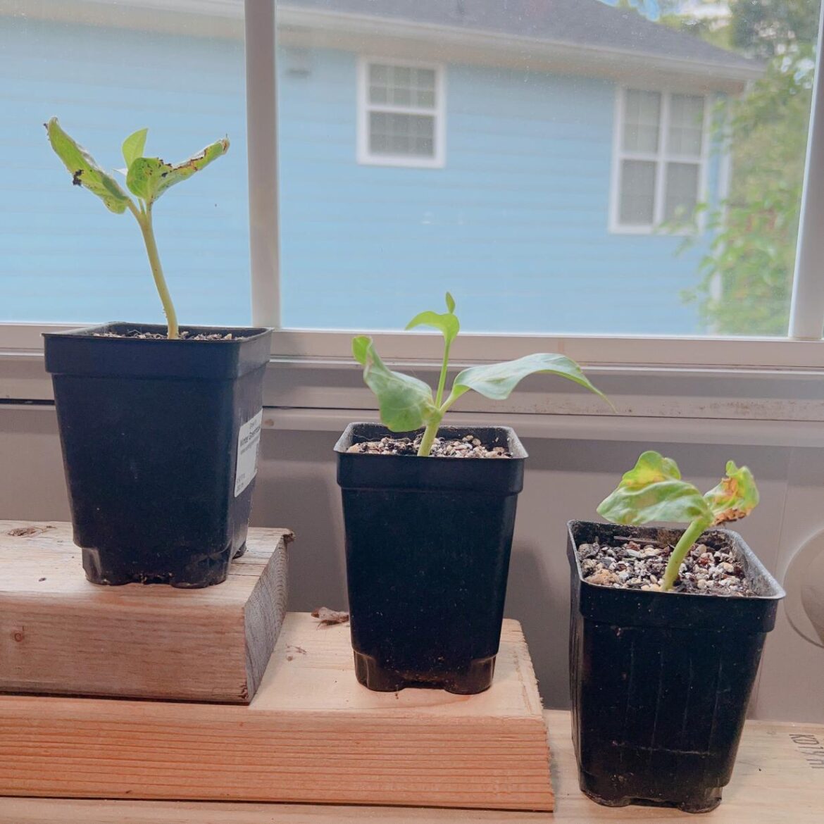 And so the journey begins (Baobabs from seeds)